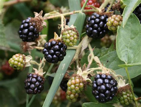 Plants That Look Like Blackberries Progardentips