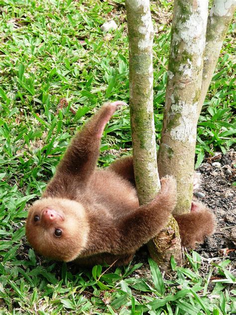 Baby Sloth Is Just Hanging Out Photo Huffpost