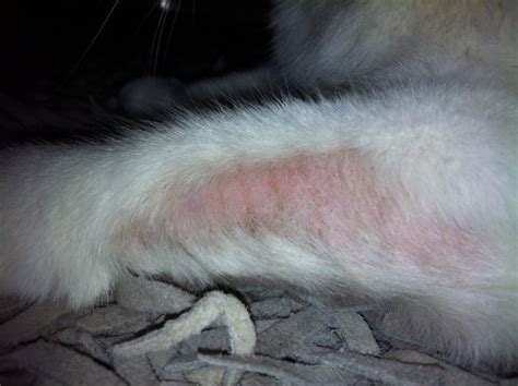 The ear is one of the most common spots for a yeast infection. Bald Spot On Cats Back