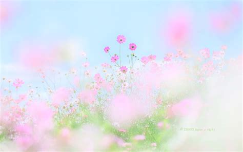 Download Blooming Spring Pastel Wonderland Wallpaper