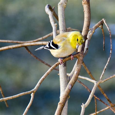 Little Yellow Bird Yellow Finch Photograph By Leeann Mclanegoetz