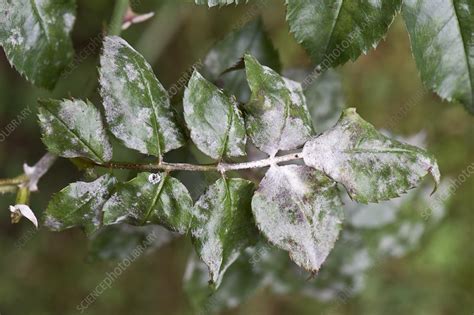 How To Remove Rose Bush Stump - Will Boiling Water Kill A Rose Bush