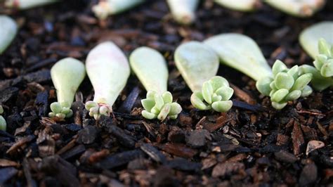 4 Basic Ways Of Propagating Succulents Leaf And Clay