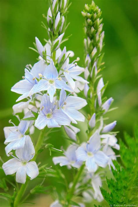 Pale Blue Flowers By Kristinakachalkina On Deviantart