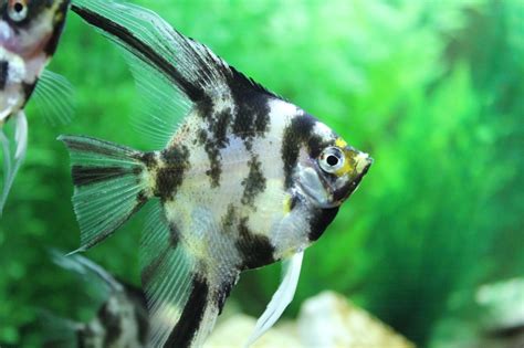 Angelfish And Dwarf Cichlids Tropical Fish Forums