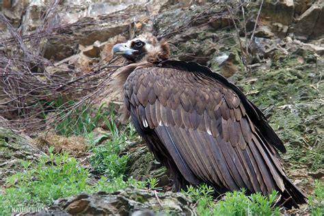 Black Vulture Photos, Black Vulture Images, Nature 
