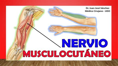 🥇 Anatomía Del Nervio MusculocutÁneo Ramas Inervación Cutánea Youtube