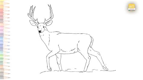 Mule Deer Buck Drawing Easy How To Draw Mule Deer Step By Step Deer