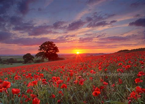 Peter Hulance Landscape Photography Sunset Over A Poppy Field