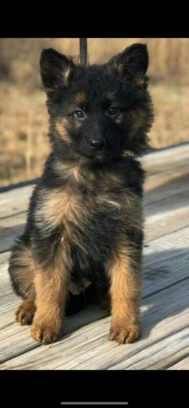 Pure German Shepherd Puppy For Sale Pet Finders