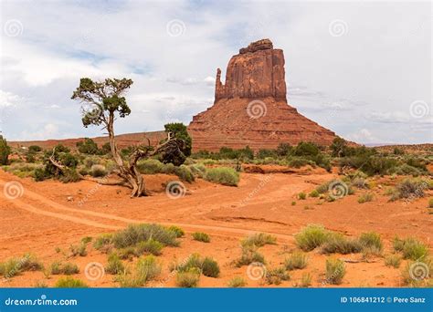 Juniper Tree In Monument Valley Stock Photo Image Of Native Monument