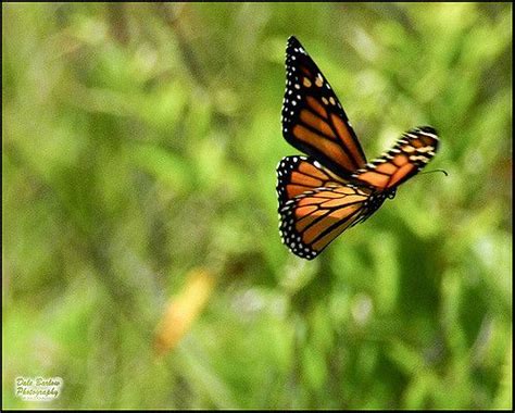 monarch butterfly in flight beautiful butterfly photography butterfly images monarch butterfly