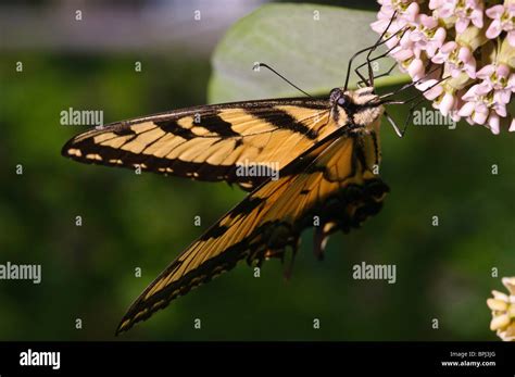 Eastern Tiger Swallowtail Papilio Glaucus Stock Photo Alamy