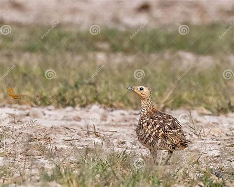 Chestnut Bellied Sand Grouse In A Field Stock Photo Image Of Perched