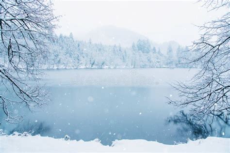 Frozen Lake In Snowy Forest Stock Image Image Of Serenity Park