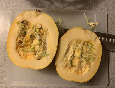 The Seeds Inside My Spaghetti Squash Sprouted Mildlyinteresting
