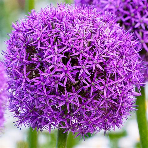 Van Zyverden Allium Purple Sensation Dormant Flower Bulbs Full Sun