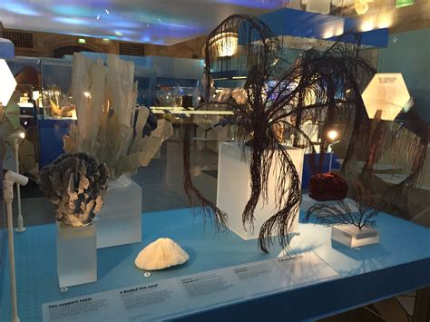 Coral Reefs Secret Cities Of The Sea Natural History Museum London
