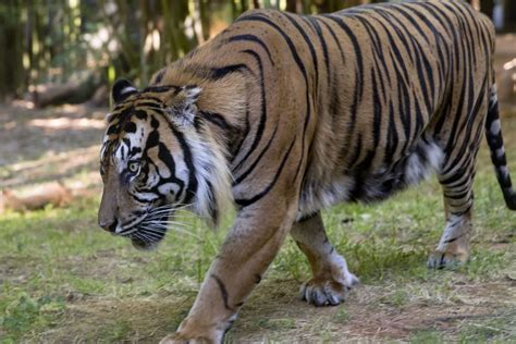 Update On Emerson The Sumatran Tiger Zoo Atlanta