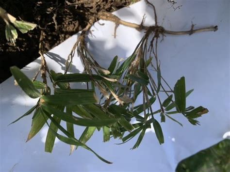 Bamboo Grass Weed Rhizome In The Plant Id Forum