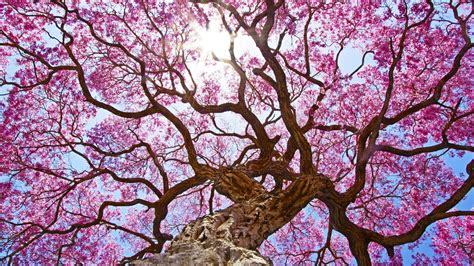 Wallpaper Tree Pink Sakura Bloom Flowers Twigs Spring 2560x1440 Qhd