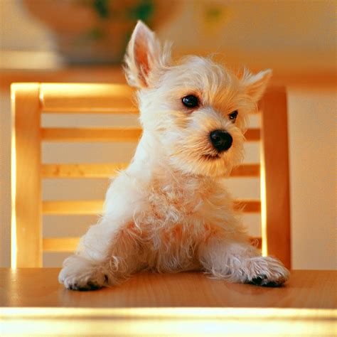 We did not find results for: 50 HD Dog iPad Wallpapers