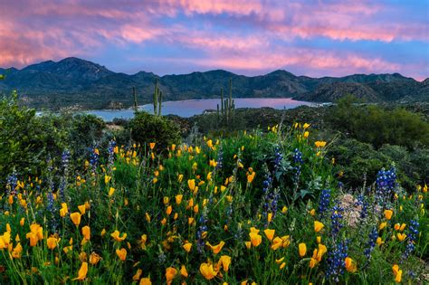Explore The Light Photography Bartlett Lake Wildflowers