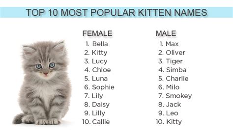 What Are The Most Popular Kitten Names Of 2012