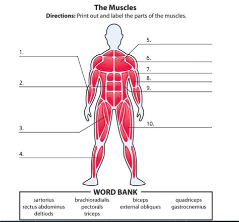 Muscle Tissue And Muscular Systemdiagram