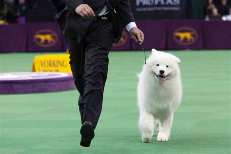 The 140th Annual Westminster Kennel Club Dog Show Abc News