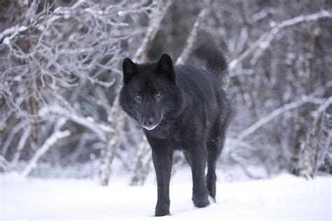 Black Wolf In Snow Photograph By John Hyde Printscapes