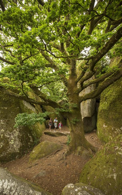 10 idées de balades en forêt Tourisme Bretagne