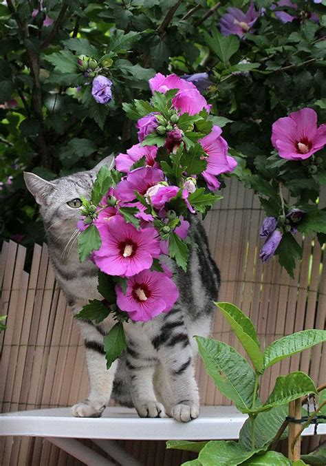 Mostlycatsmostly Lucy In The Hibiscus Via Irene Wehrli Cute Cats And
