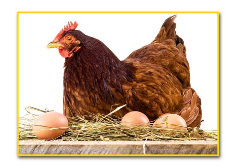 Gallinas