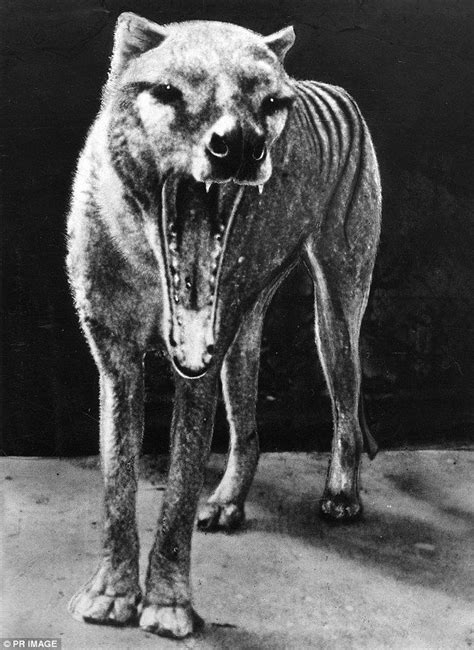 Image Result For Thylacine Weird Animals Extinct Animals Scary Animals