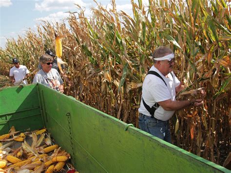 Corn Fields Harvest