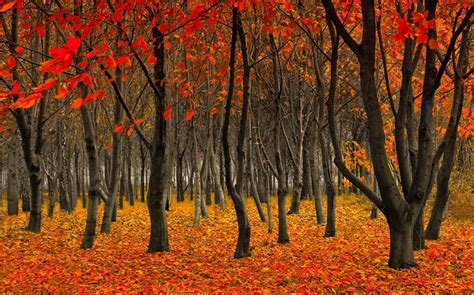 Piclogy On Twitter Autumn Forest Nature Photography Forest Photography