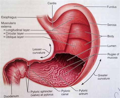 Divided into 4 quadrants by single vertical and horizontal imaginary planes; Anatomy and Physiology 2 Eportfolio: Objective78: Baby ...