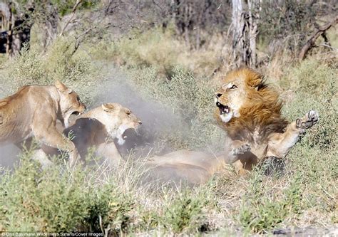 Wildlife Showdown 45 Intense Moments Of Male Lion Vs Lioness Clash