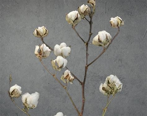cotton branches real cotton stalks real cotton stems cotton boll stems cotton ball stem
