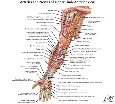 Learn the anatomy of the shoulder muscles now at kenhub. Duke Anatomy - Lab 10: Shoulder, Axilla, & Arm