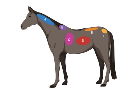 How To Body Condition Score Your Horse Definitive Guide Mad Barn