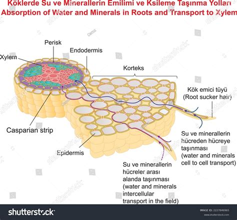 Absorption Water Minerals Roots Transport Xylem Stock Vector Royalty