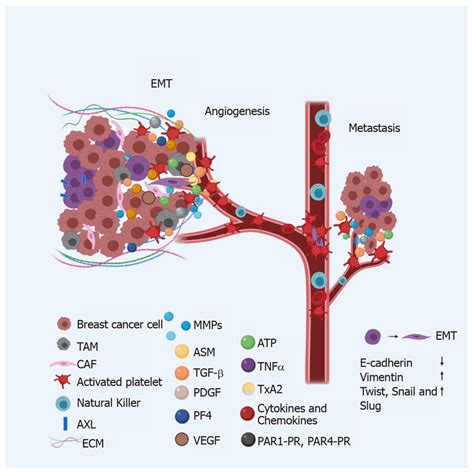 Breast Cancer Metastasis Metastatic Foci Are The Product Of A Series
