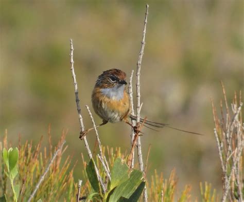 Sunshinecoastbirds Changes In Status Of South East Queensland Birds