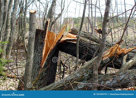 Broken Dry Tree In Spring Forest Without Leaves Stock Image Image Of