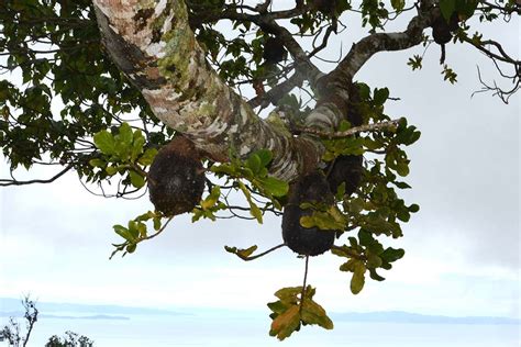 Dwarf fruit trees are available, and you can even grow these in containers. Fijian ants grow their own plant cities and farm tropical ...