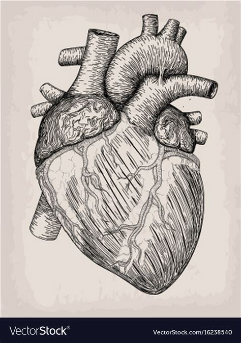 Human Heart Hand Drawn Anatomical Sketch Vector Image