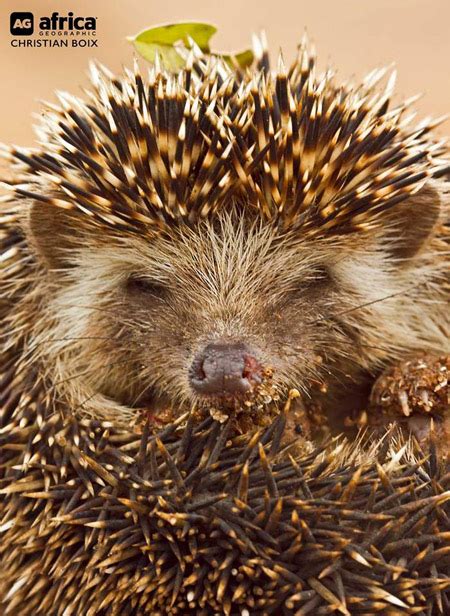 Fun Facts About Hedgehogs Africa Geographic