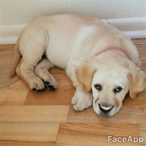 Smiling Dog Faceapp Know Your Meme